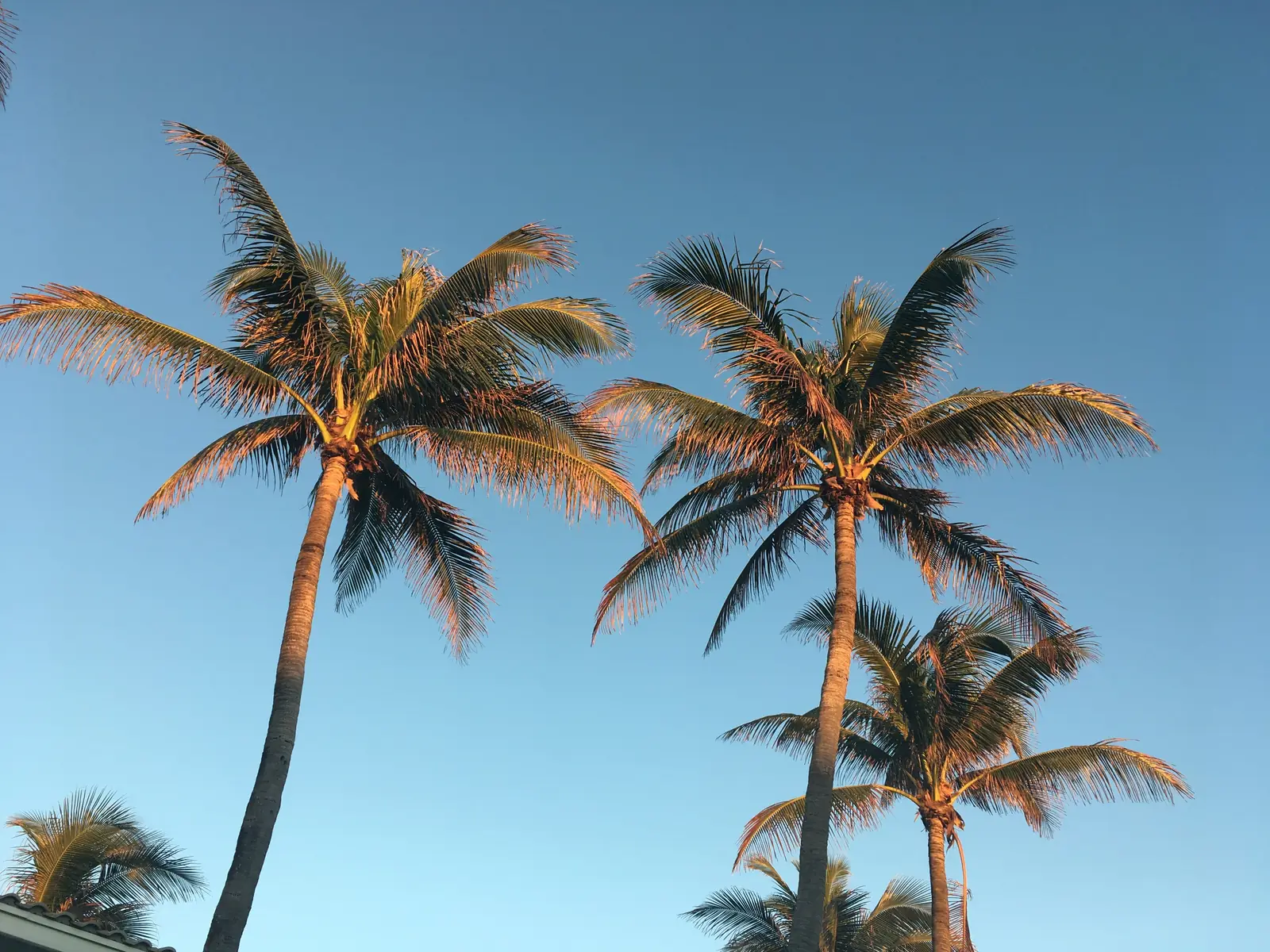 Three coconut palms against a clear blue sky in Deerfield Beach, lit by late afternoon sun.