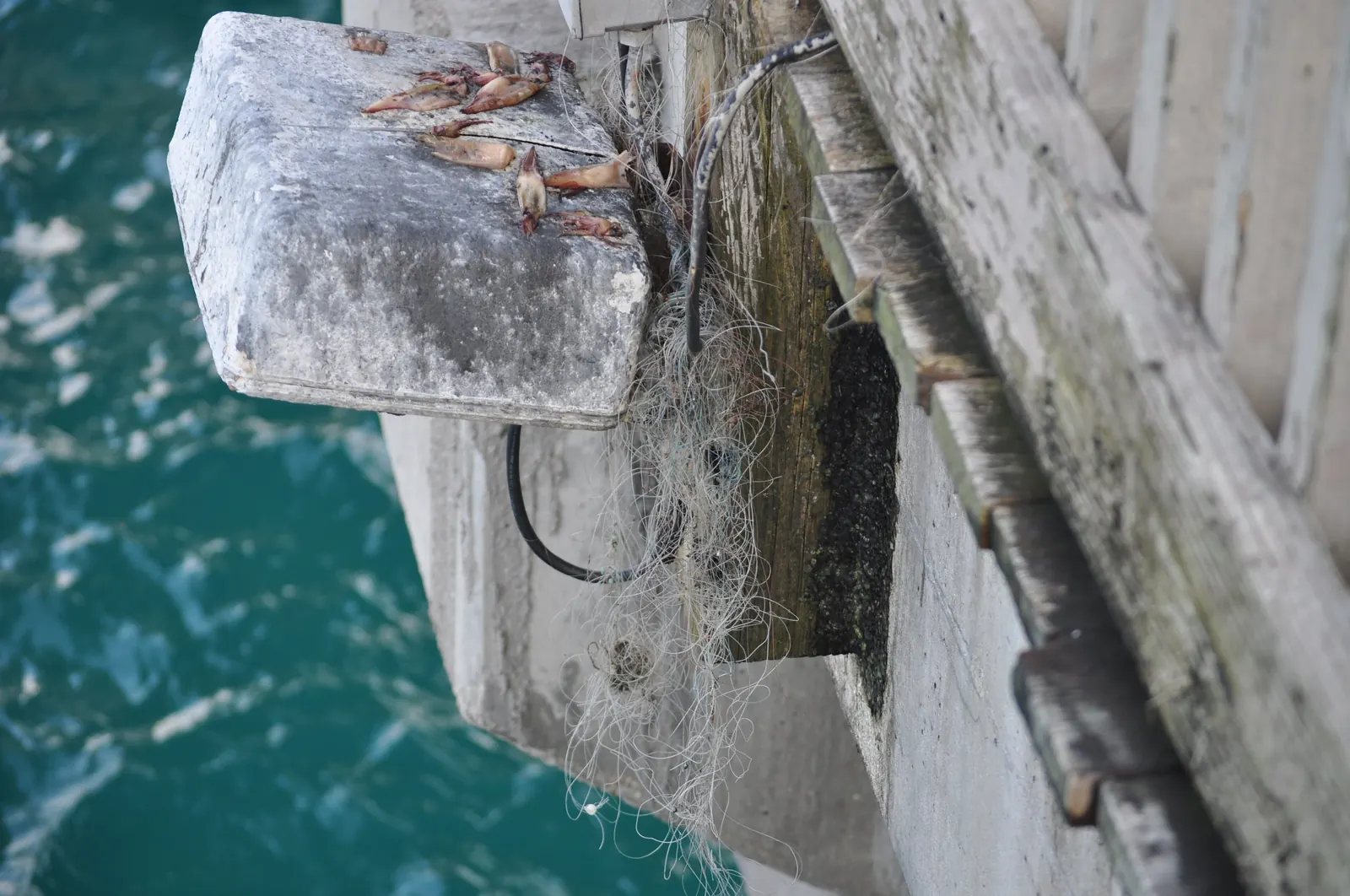 A tangle of lost fishing line and tackle caught on a concrete pile cap under the edge of the Deerfield Beach pier, above the water.